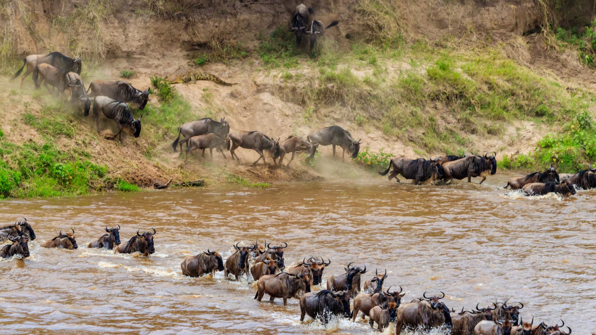 Masai Mara Safari Experience
